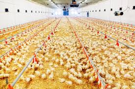 Broilers